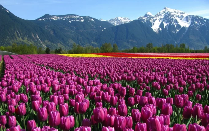 This season, tourist footfall at the Tulip Garden reaches its highest level ever