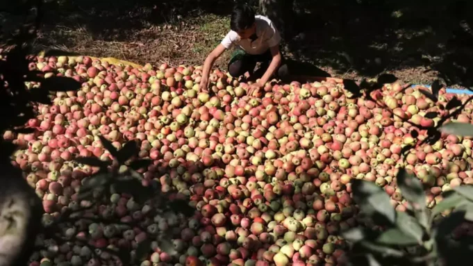 Sajad Lone is quite concerned about the reduction in import taxes on apples